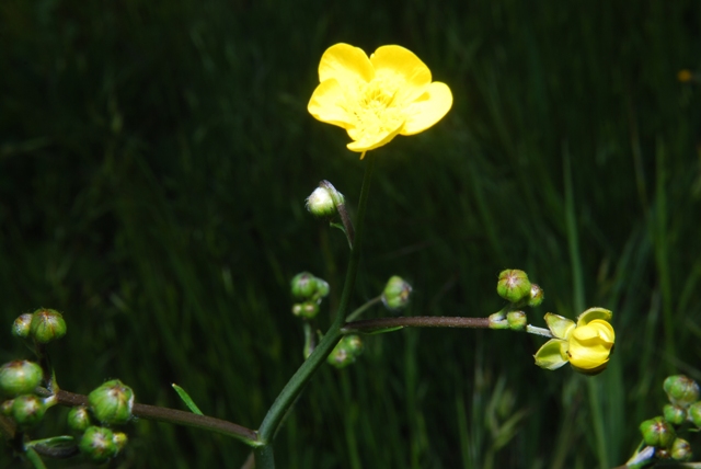Ranunculus velutinus / Ranuncolo vellutato